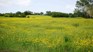Kanola çiçek açtı, tarlalar sarıya boyandı