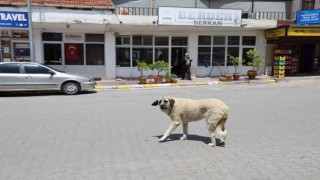 Kapadokyada sokak köpekleri turizmi de etkiliyor
