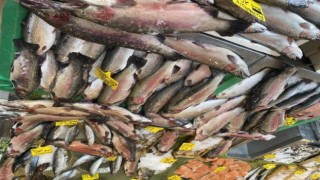 Karadeniz alası somon balığının fiyatı düştü, halk ozanları balıklar için mani okudu