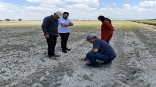 Karapınarda tarım arazilerinde hasar tespit çalışmaları sürüyor