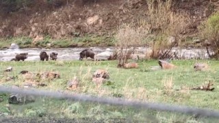 Kars-Göle yolunda domuz sürüsü görüntülendi