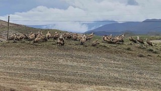 Kars-Iğdır yolunda akbaba sürüsü görüntülendi