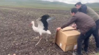 Karsta tedavisi tamamlanan leylek doğal ortamına bırakıldı