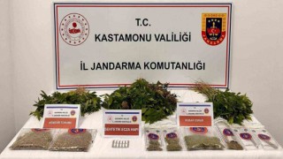 Kastamonuda 371 kök kenevir ele geçirildi: 1 tutuklama