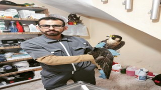 Kastamonuda tedavileri tamamlanan doğan ve martı doğaya salındı