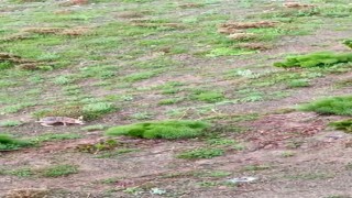 Kayda aldığı tavşanla sohbeti gülümsetti