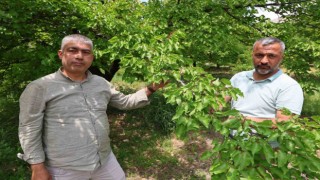 Kayısıyı sis vurdu, rekoltede yüzde 60 düşüş bekleniyor