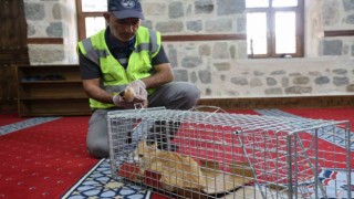 Kedi 500 yıllık caminin minberinde doğum yaptı, belediye sahip çıktı