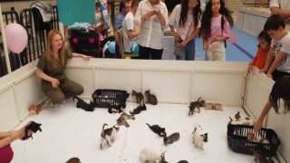 Kedi yavruları sahiplendirildi