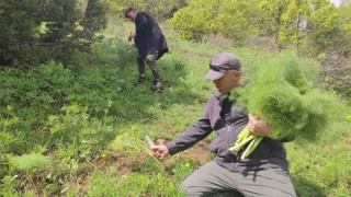 Keledoş yemeği için heliz otu mesaisi