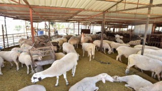 Kepezden kurban pazarı hizmeti