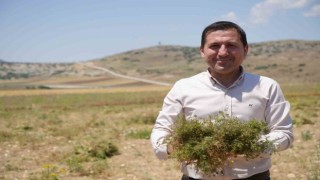 Kiliste kimyon hasadı başladı