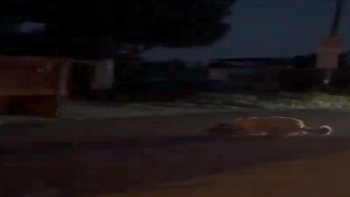 Köpeği traktörle sürükleyen şüpheli jandarma ekiplerince yakalandı