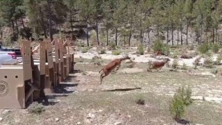 Kovada Gölü Milli Parkına 5 alageyik bırakıldı