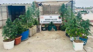 Kovalarda uyuşturucu yetiştiren 2 şüpheli yakalandı