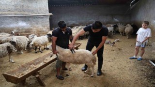 Kurban bayramı öncesi Adana'da koyun stoklanıyor iddiası