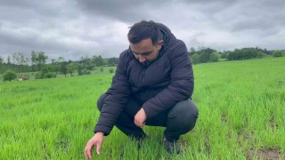 Kuraklığın ardından gelen yağmurlar siyez buğdayı yetiştiricilerinin yüzünü güldürdü