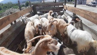 Kurban pazarında son yılların en durgun günleri yaşanıyor