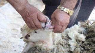 Kurbanlık alırken dikkat edilmesi gerekenler