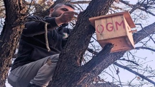 Kütahyada ormanlara asılan yeni kuş yuvalarında ilk yavrular dünyaya geldi