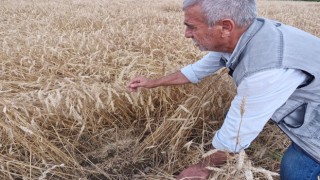 Kuvvetli yağış hasat olgunluğuna gelen buğdaya zarar verdi