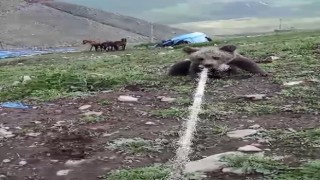 Kuyuya düşen yavru ayıyı boynuna halat atarak çıkardılar