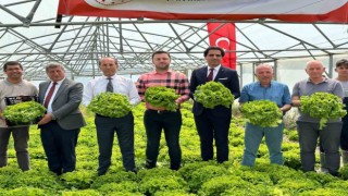 Liselilerin yetiştirdiği marullar hasat edildi