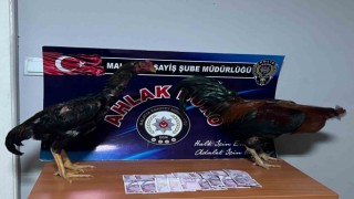 Malatyada horoz dövüştürenlere rekor ceza