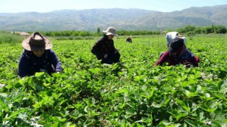 Malatyada “kırmızı elmas hasadı başladı