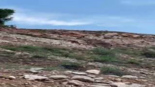 Malatyada yaban keçileri sürü halinde görüntülendi