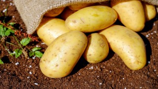 “Markette 20 TL olan patates tarlada para etmiyor