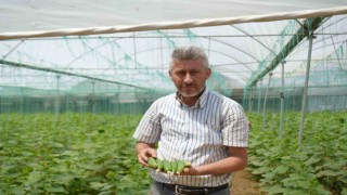 Marmaranın Küçük Antalyası olarak bilinen Söğüt ve İnhisar ilçelerine bağlı köylerde salatalık hasadı başladı