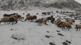 Mayıs ayında yağan kar besicilere zor anlar yaşattı