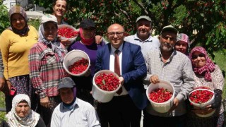 Mersinde turfanda kiraz hasadı başladı