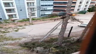 Metrelerce yükseklikte tehlikeli budama çalışması kamerada