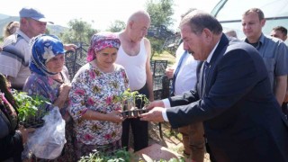 Milas Belediyesinden üreticilere ata tohumdan üretilen fide desteği
