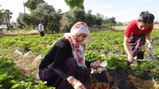 Milli Eğitim Müdürü şalvar giydi, yazma taktı, öğrencilerle birlikte çilek hasat etti