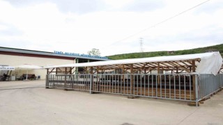 Modern hayvan pazarına kurbanlıklar gelmeye başladı