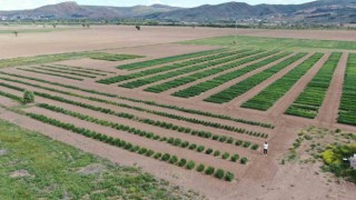 Modern tarıma yön verecek bilim tarlasında atılan tohumlar filiz verdi