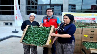 Muğla bu projeyle enginar üssü olacak
