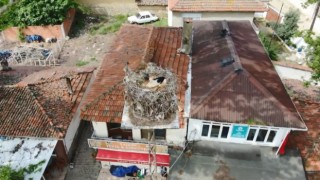 Naipli leylek, 20 yıldır bu köyde yuva yapıyor