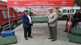 Nazillide 45 bin fide dağıtıldı