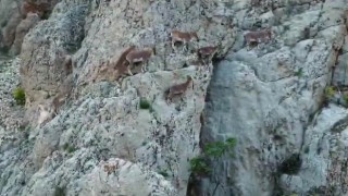 Nesli tükenme altındaki dağ keçileri, Palu Kalesinde dronla görüntülendi