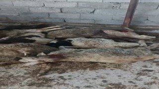 Niğdede aç kurt 9 koyunu telef etti, 7 koyunu yaraladı