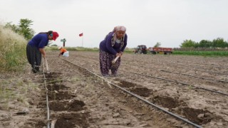 Osmaniye’de kadın kooperatifinden biberiye projesi