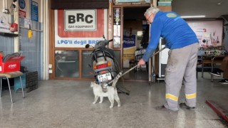 Oto tamircisinin maskotu Paşa fırçayı görünce dayanamıyor!