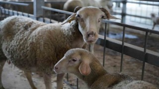 (Özel) Balıkesirin kurbanlıkları en çok İstanbuldan alıcı buluyor