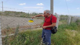 Pamukta pembe kurt mücadelesi sürüyor