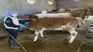 Refahiyenin 121 köy ve 73 mezrasında hayvanlar aşılanıyor
