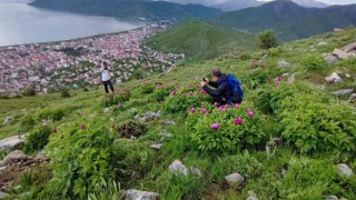Sadece 20 günlük ömrü olan şakayıklar çiçek açtı